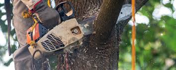 Best Arborist Consultation Services  in Bevil Oaks, TX