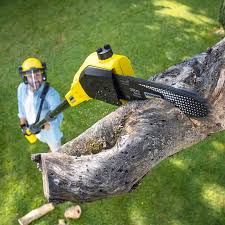 Best Lawn Renovation and Restoration  in Bevil Oaks, TX