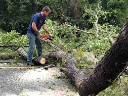 Professional Tree Removal in Bevil Oaks, TX